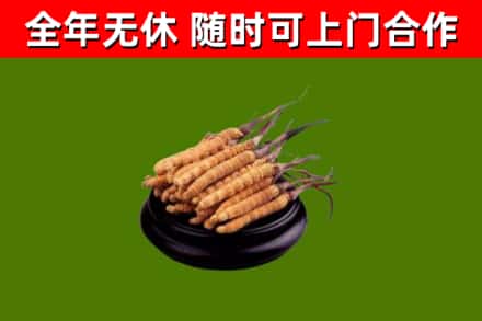 铁岭回收散虫草